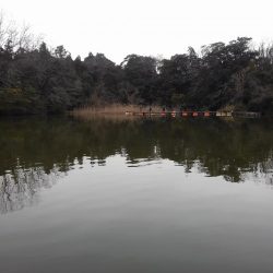 大安トラウトレイク 釣果